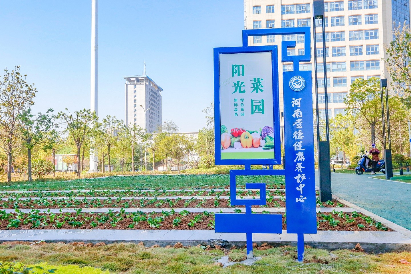 阳光菜园