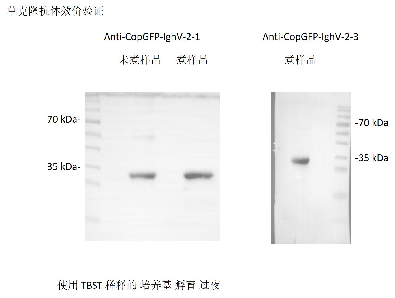 单克隆抗体效果验证
