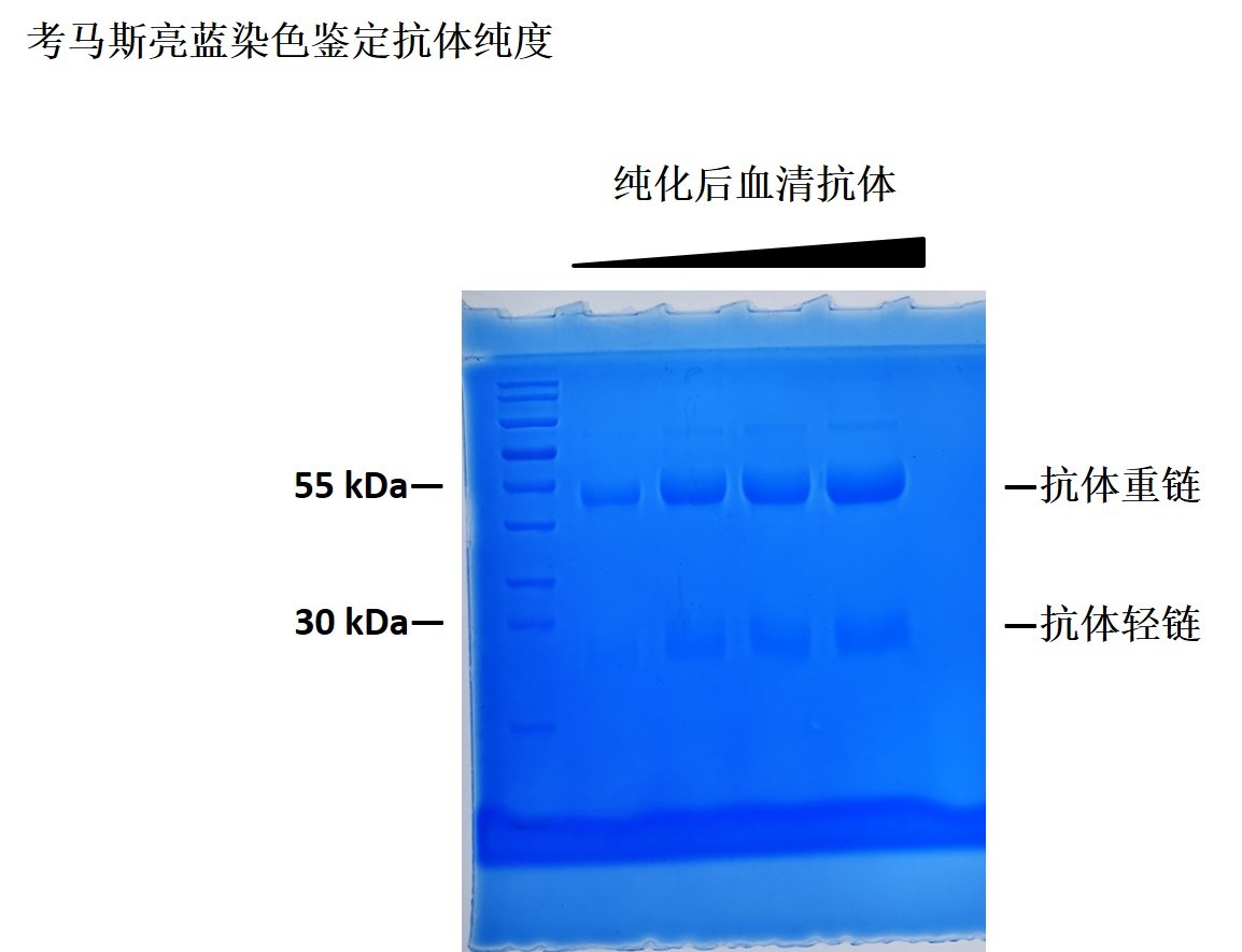 抗体纯化及验证