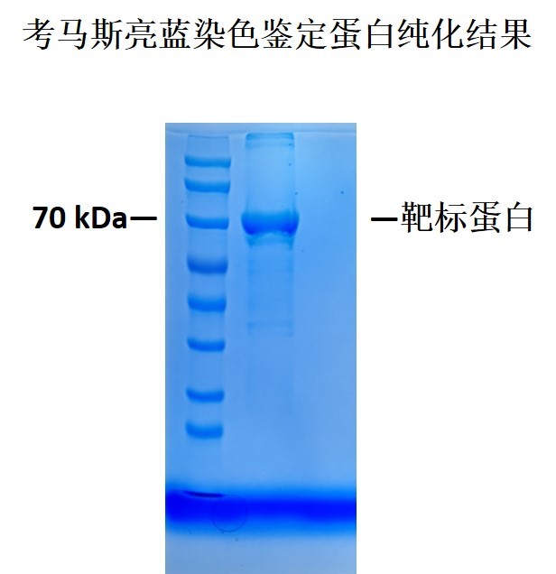 抗原纯化及鉴定