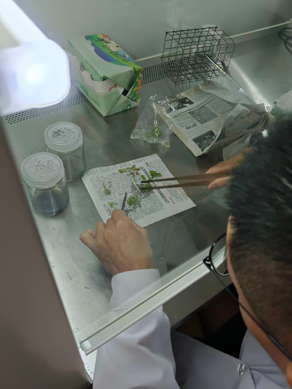 植物织培养接种过程